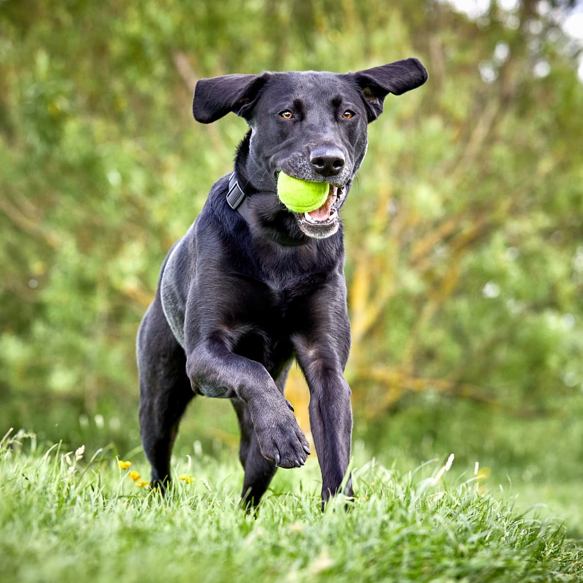 Black Labrador Plays Fetch With Himself and People Can t Get
