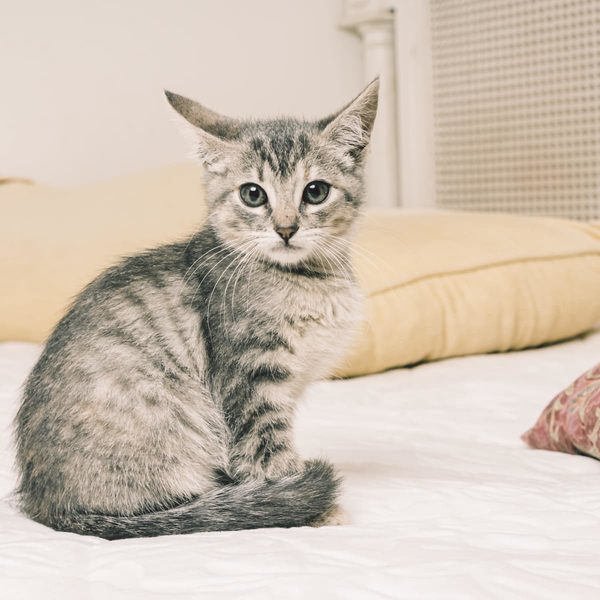 Cat wetting bed online