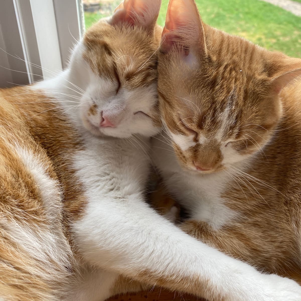 Bff cats shop