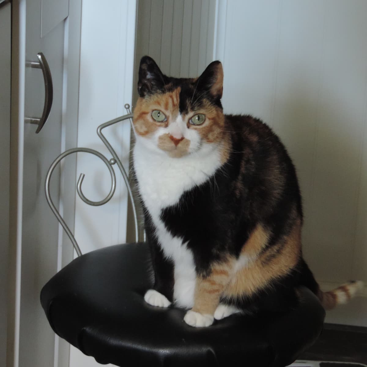 Senior cat pooping outside litter box outlet
