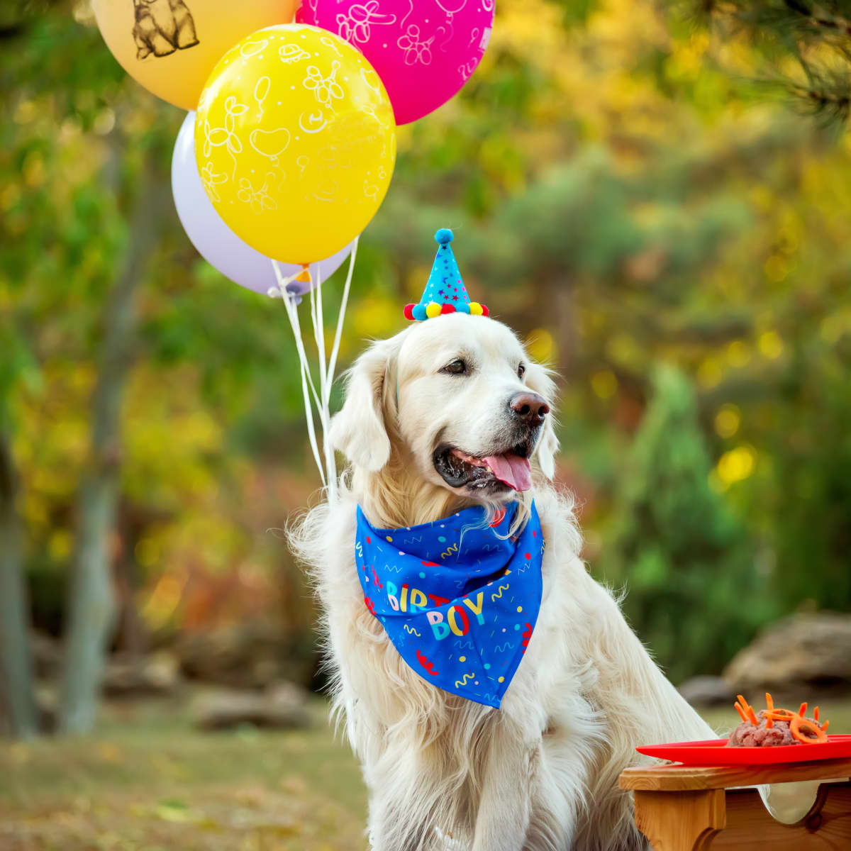 Birthday golden retriever sales