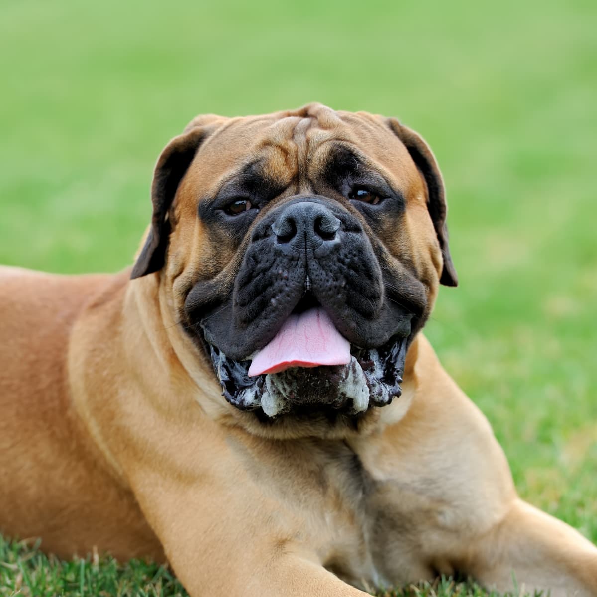 200 pound discount bullmastiff