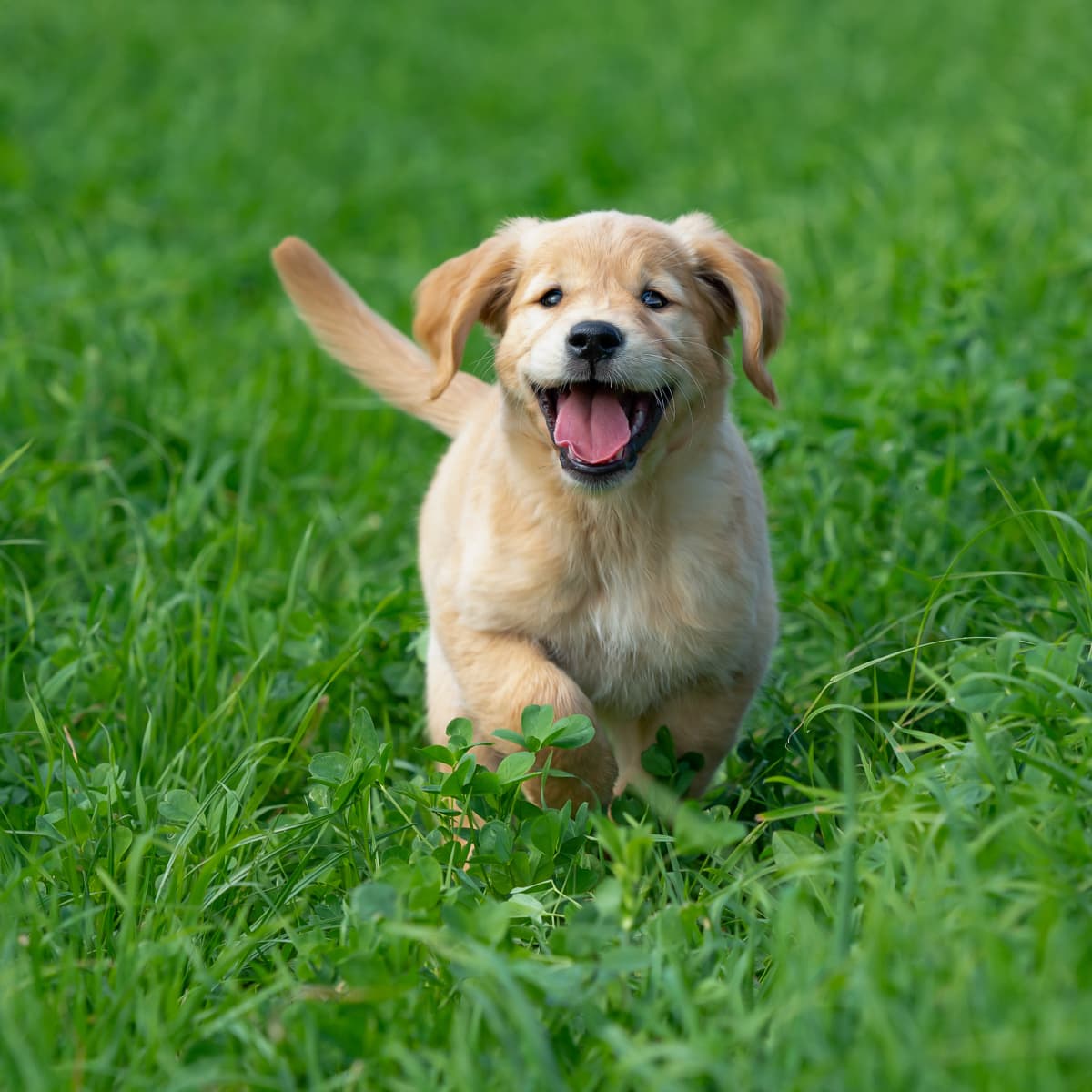 Video of Woman Meeting Her New Golden Retriever Puppy Gives Us All