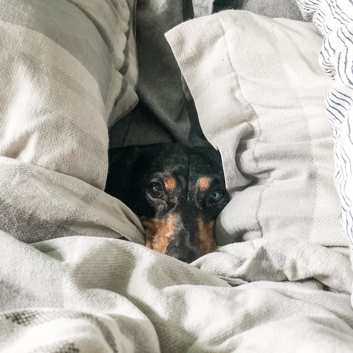 Puppy peeing on bed online