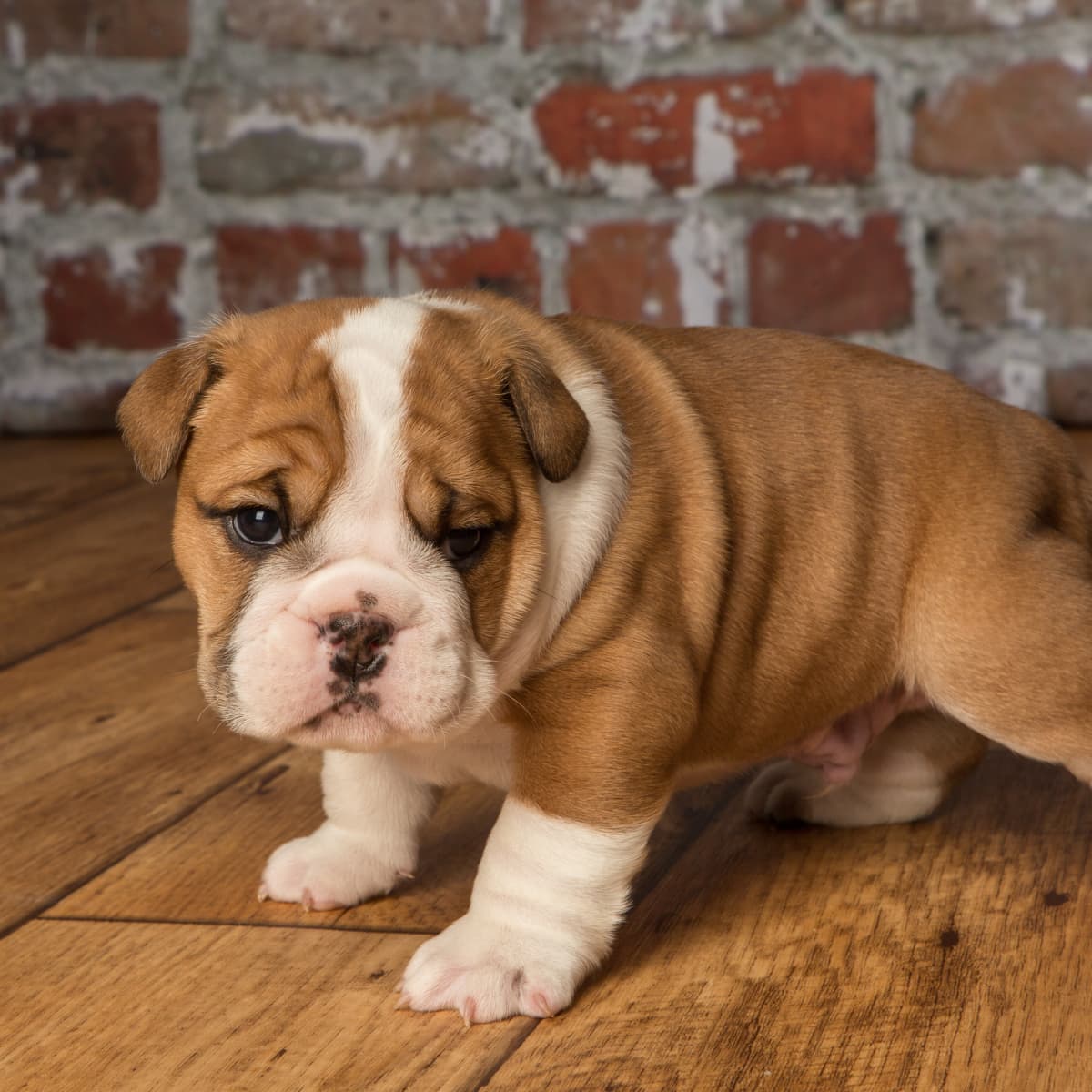 Video of Tiny Bulldog Puppy Learning to Use the Stairs Is