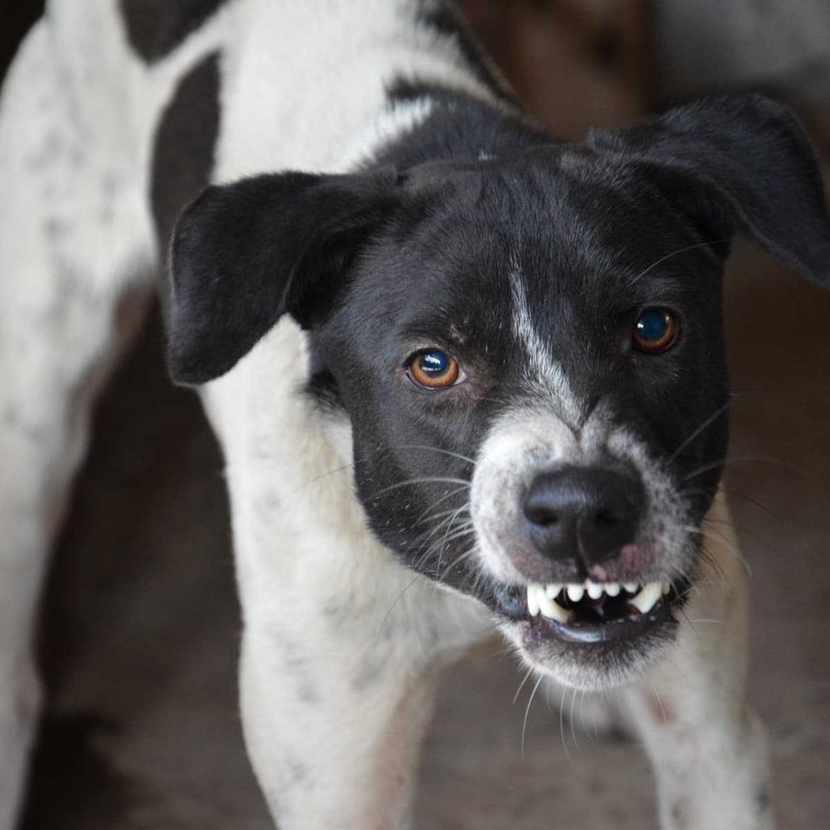 Treatment for aggressive dogs hot sale
