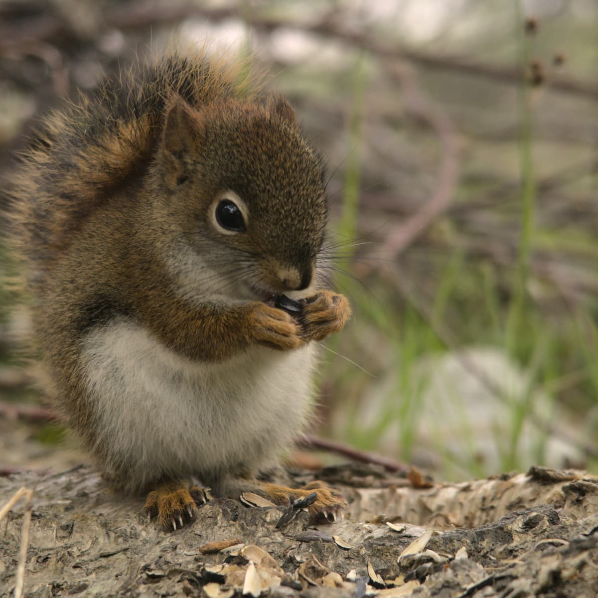 Funny pet squirrel videos deals
