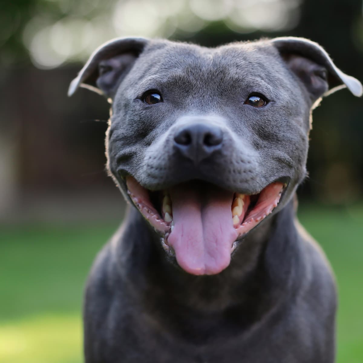 American staffordshire terrier bebe hotsell