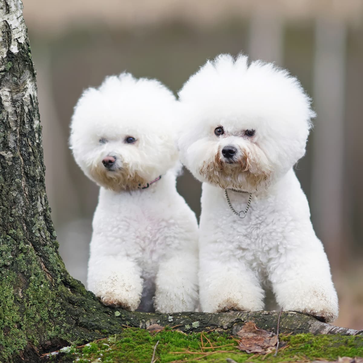 Video of Bichon Fris Brothers Having a Fight Like Human Kids