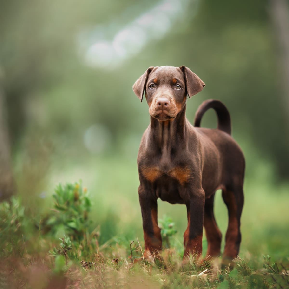 Lost doberman on sale