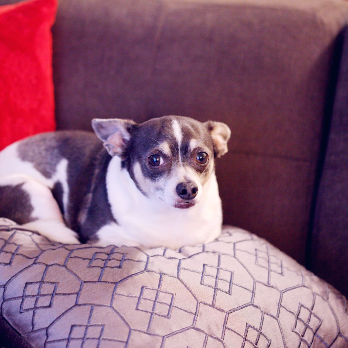 Trilostane for dogs reviews online