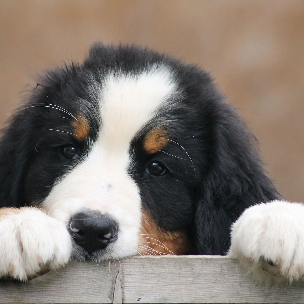 Bernese baby top
