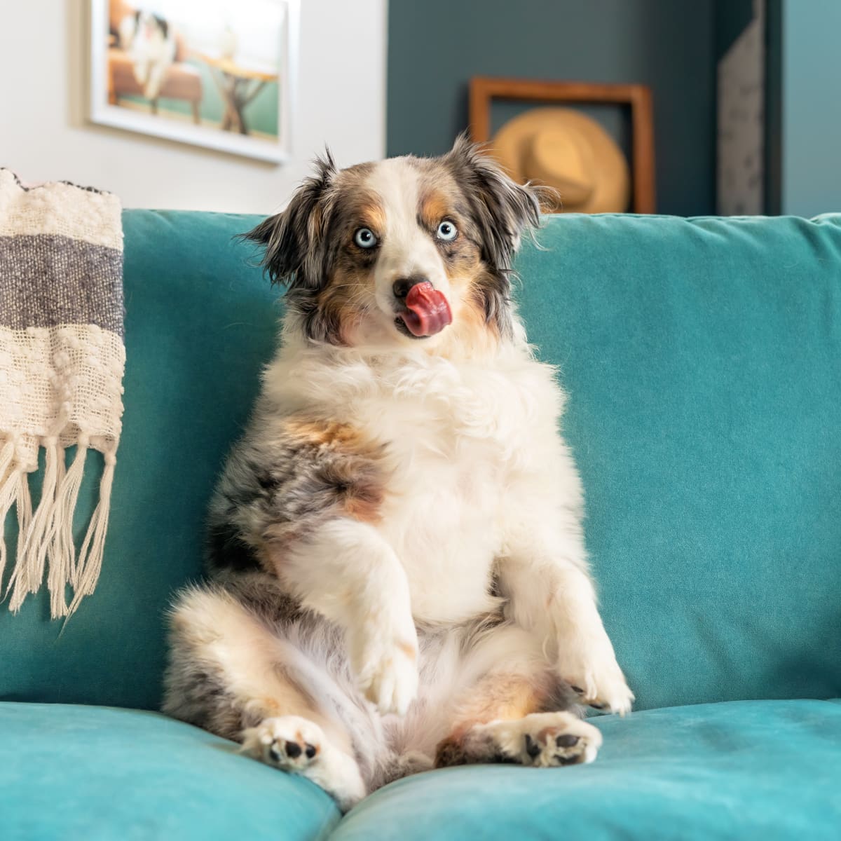 Funny hotsell australian shepherd