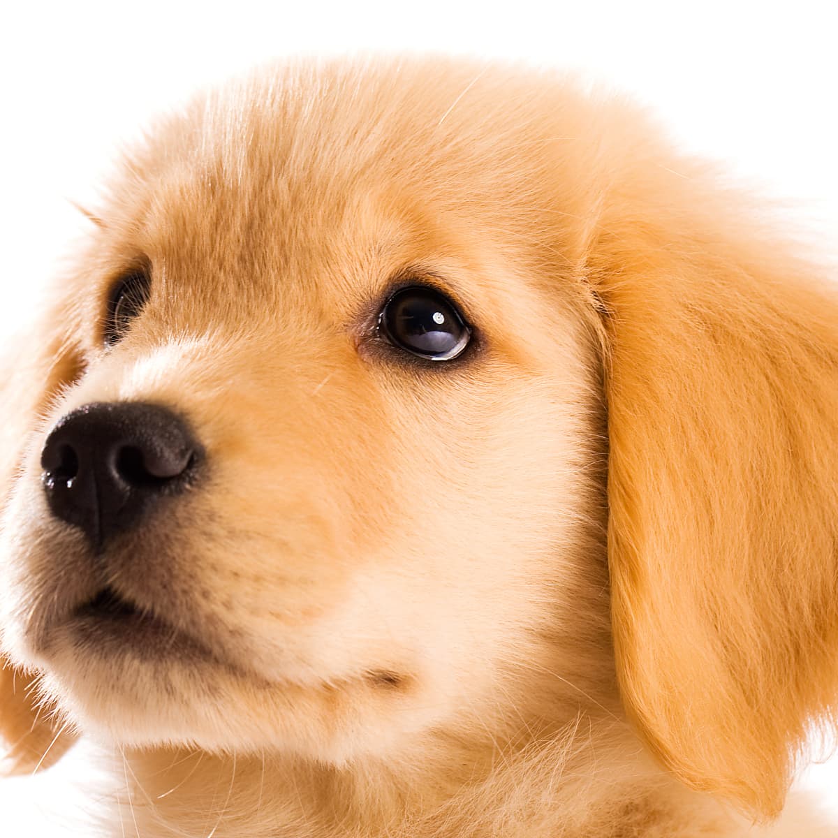 Dog surprised with new puppy sales