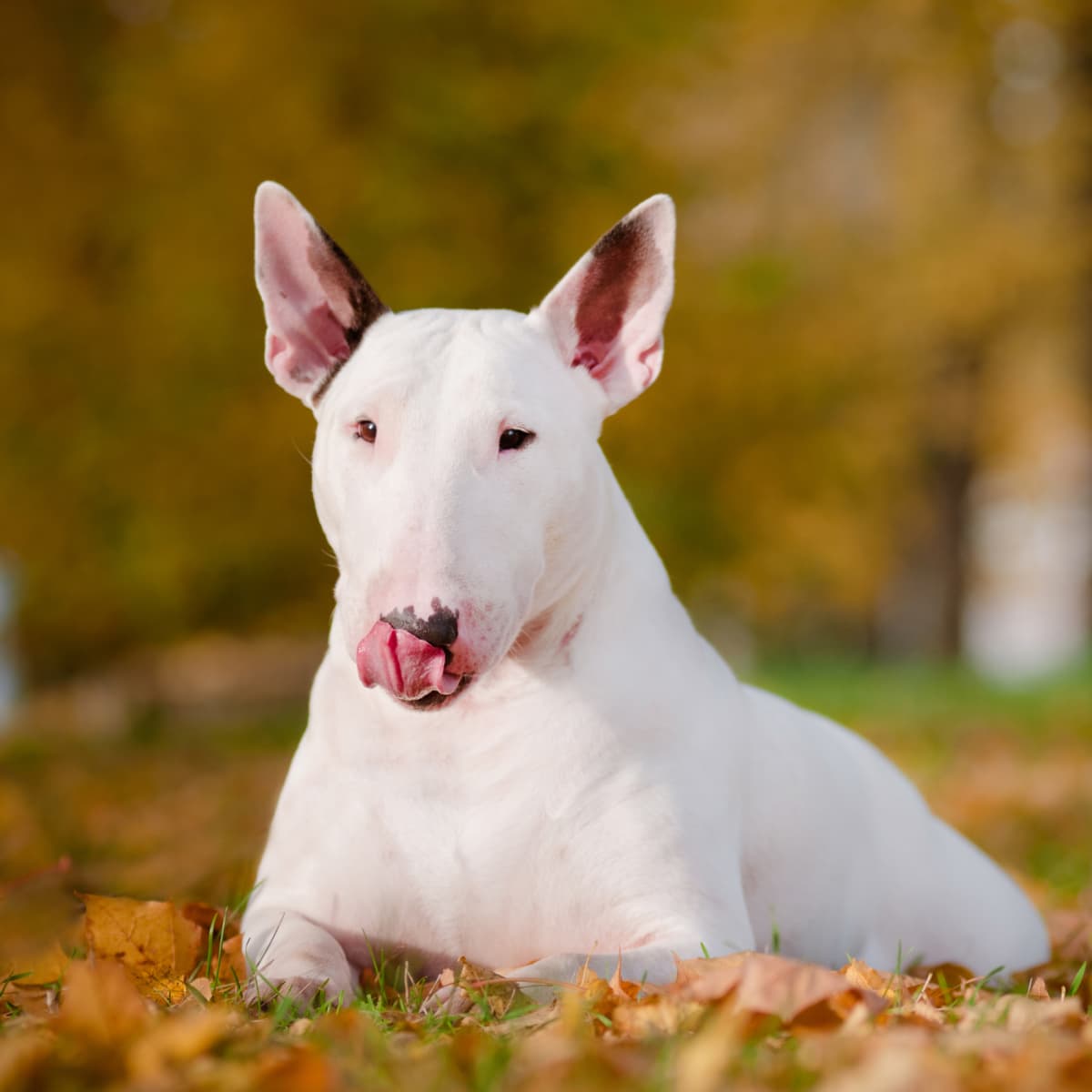 Bull terrier costumes hotsell