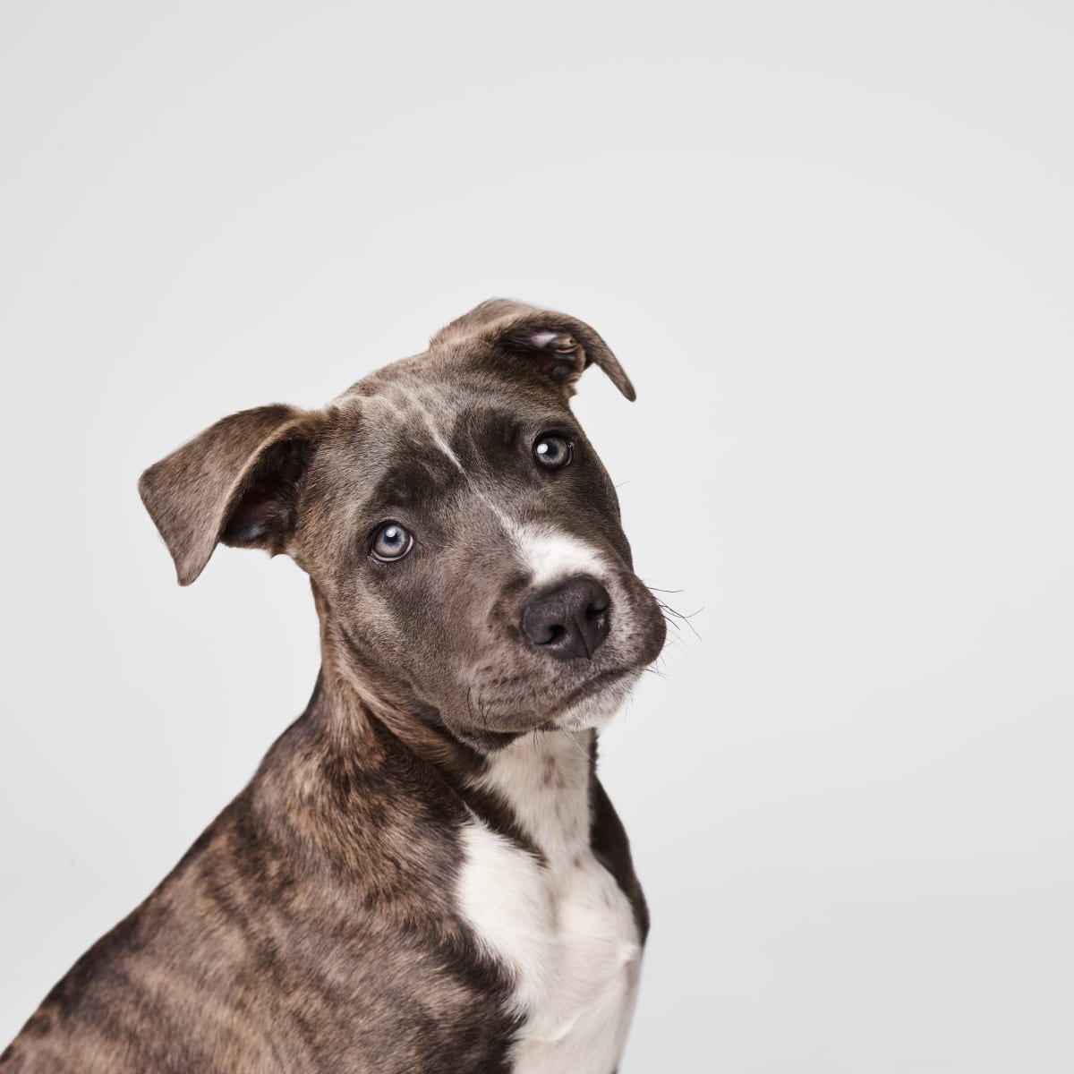 Staffy store halloween costumes