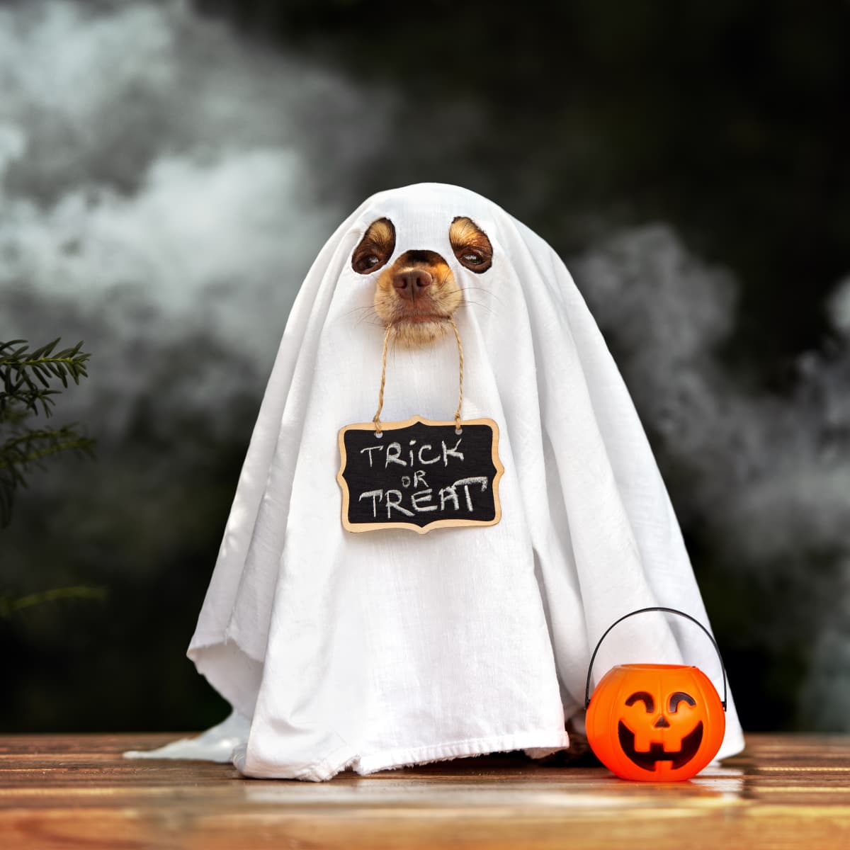 Chihuahua halloween deals