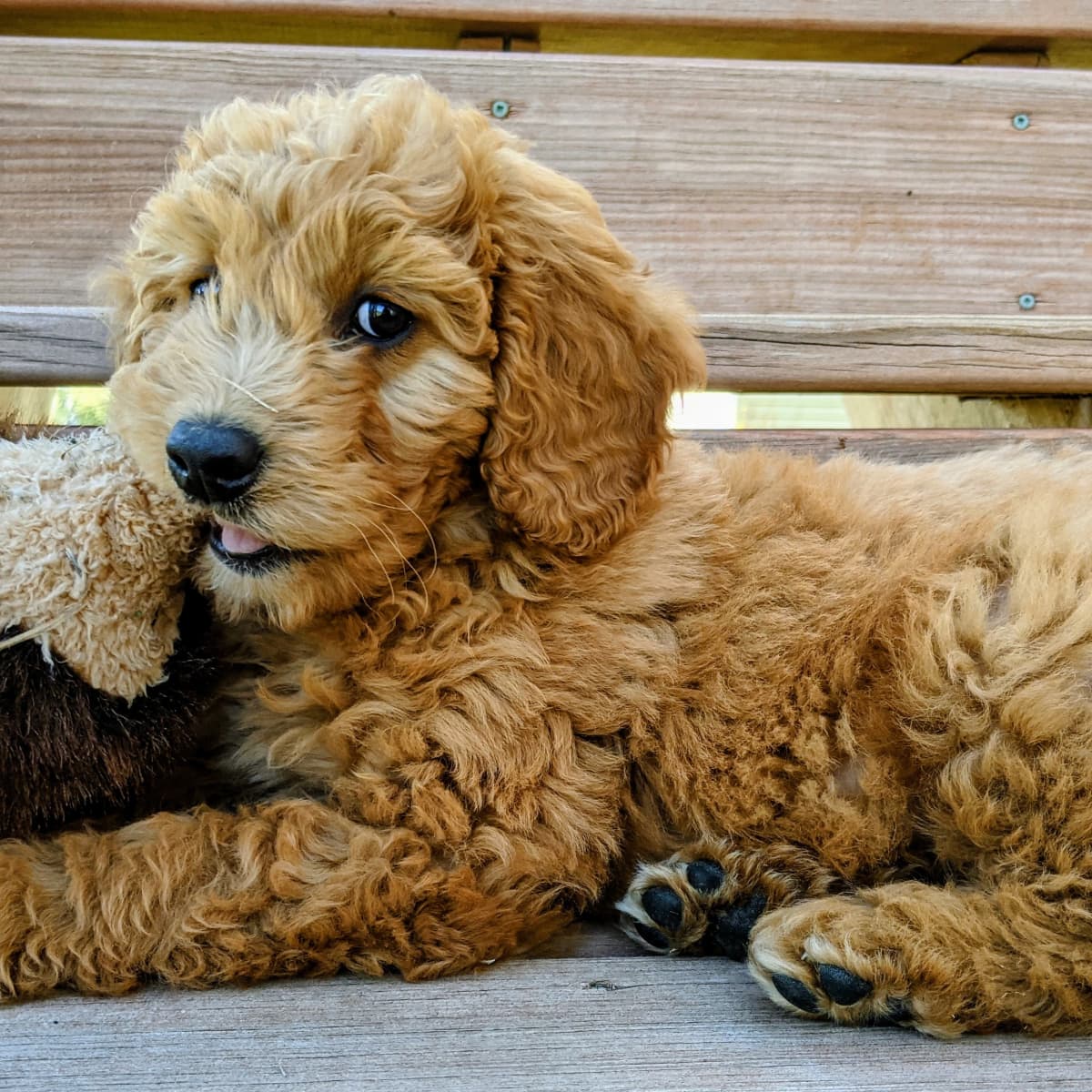 Goldendoodle jibbitz deals