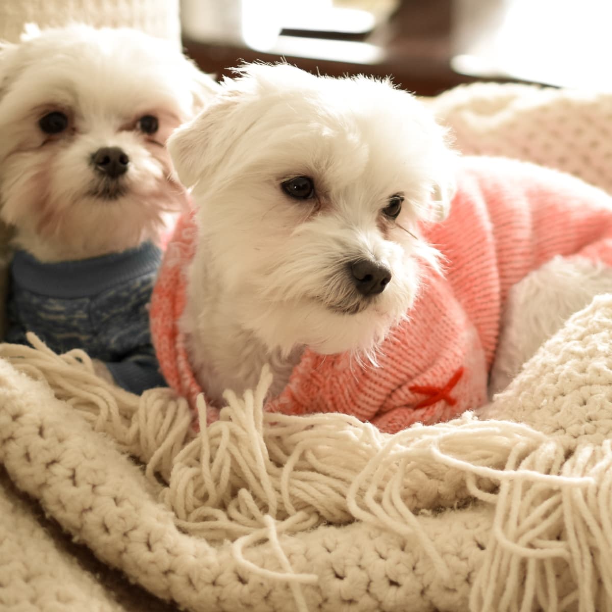 Maltese dog sweaters online