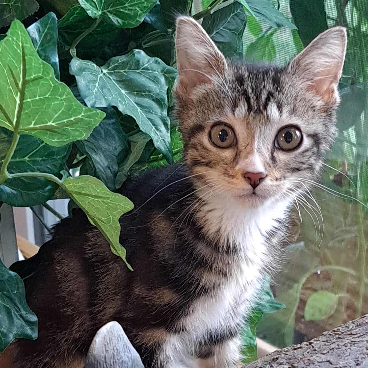 How Can I Stop My Cat From Suckling on Me Tips to Reduce Stress PetHelpful