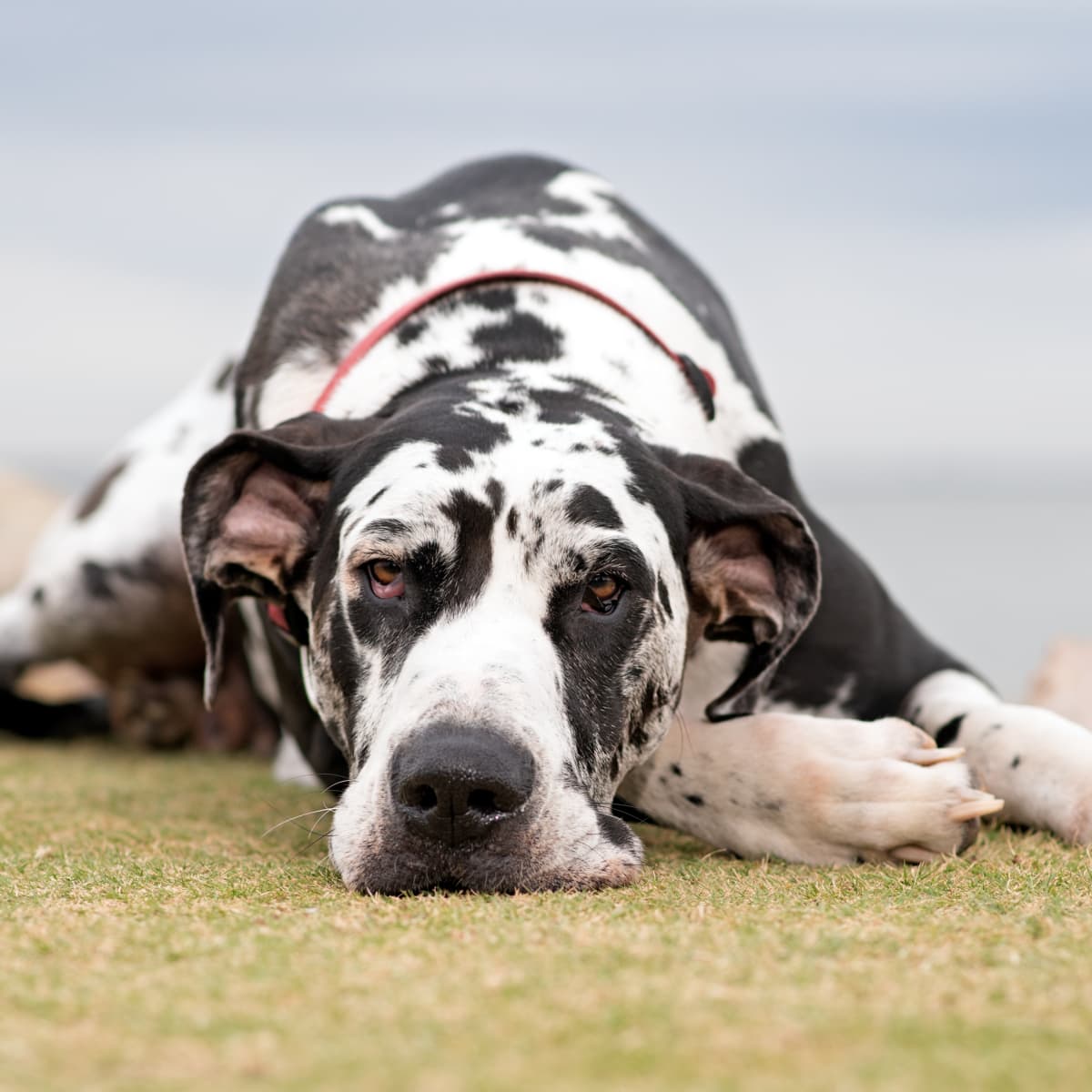 Funny great dane clearance videos