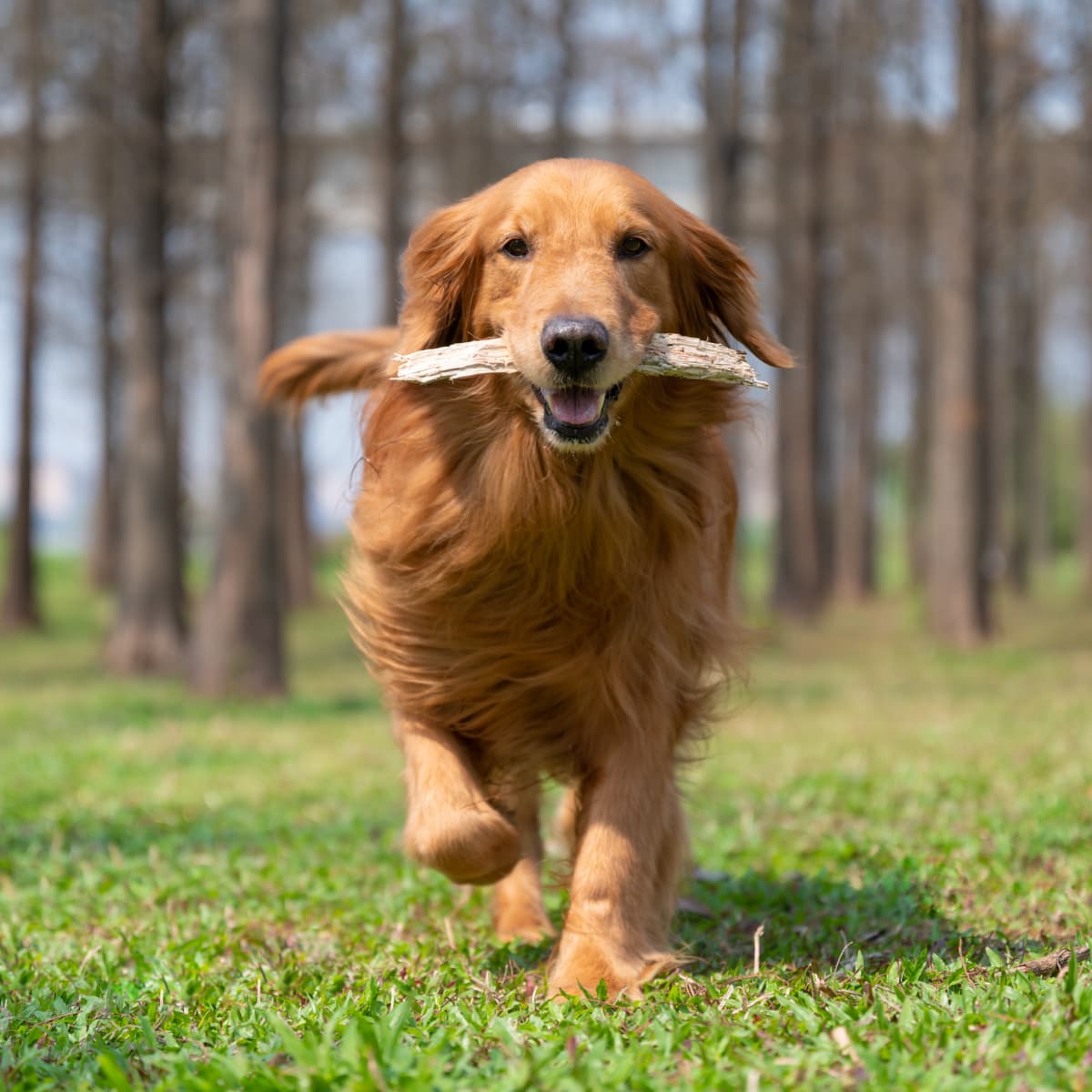 Funny golden retriever discount
