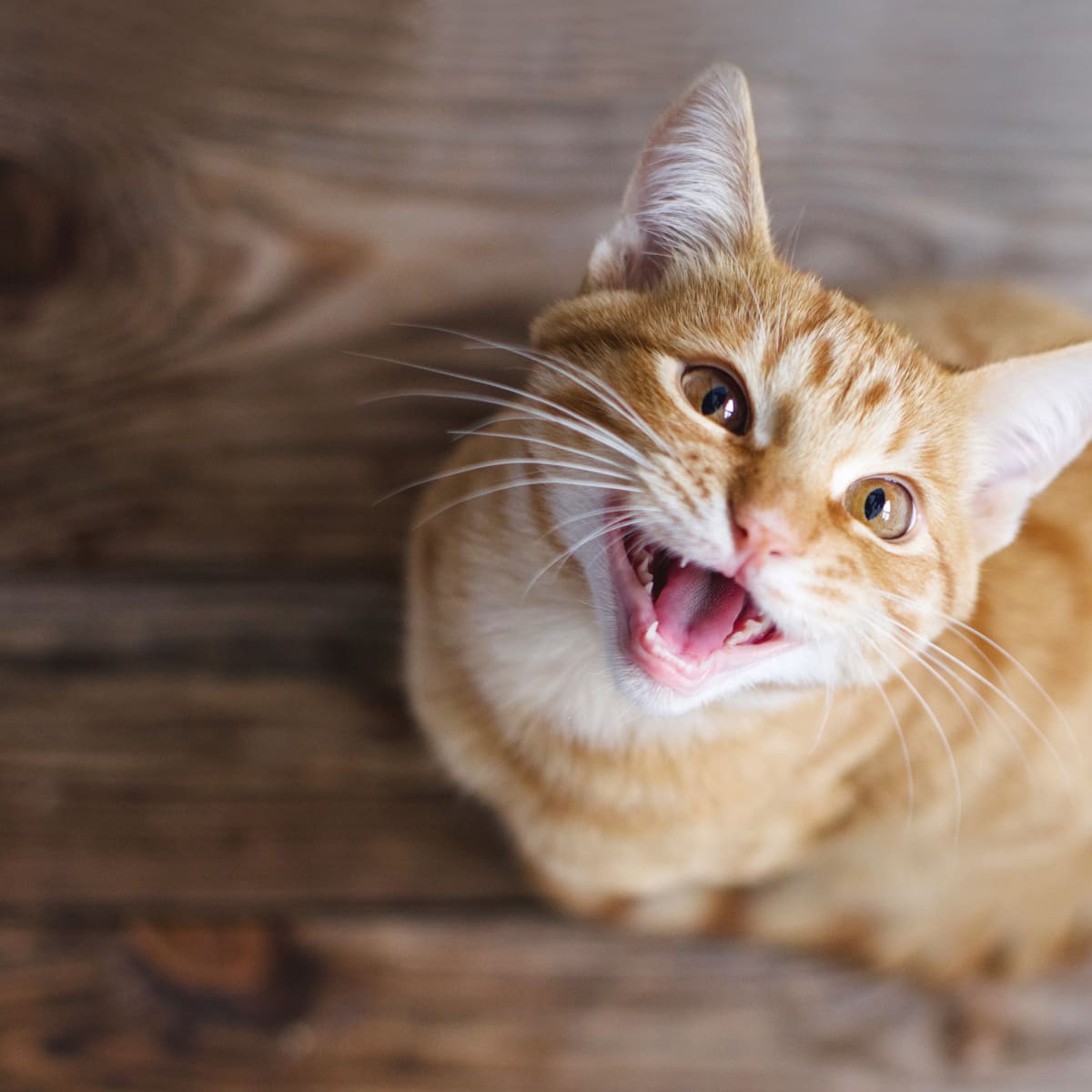 Funny talking cat videos best sale