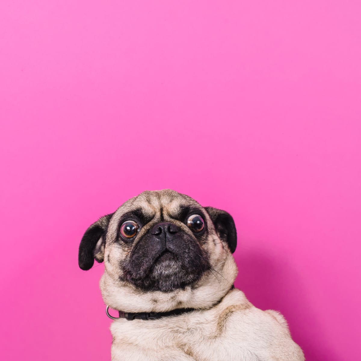 Funniest pug store pictures