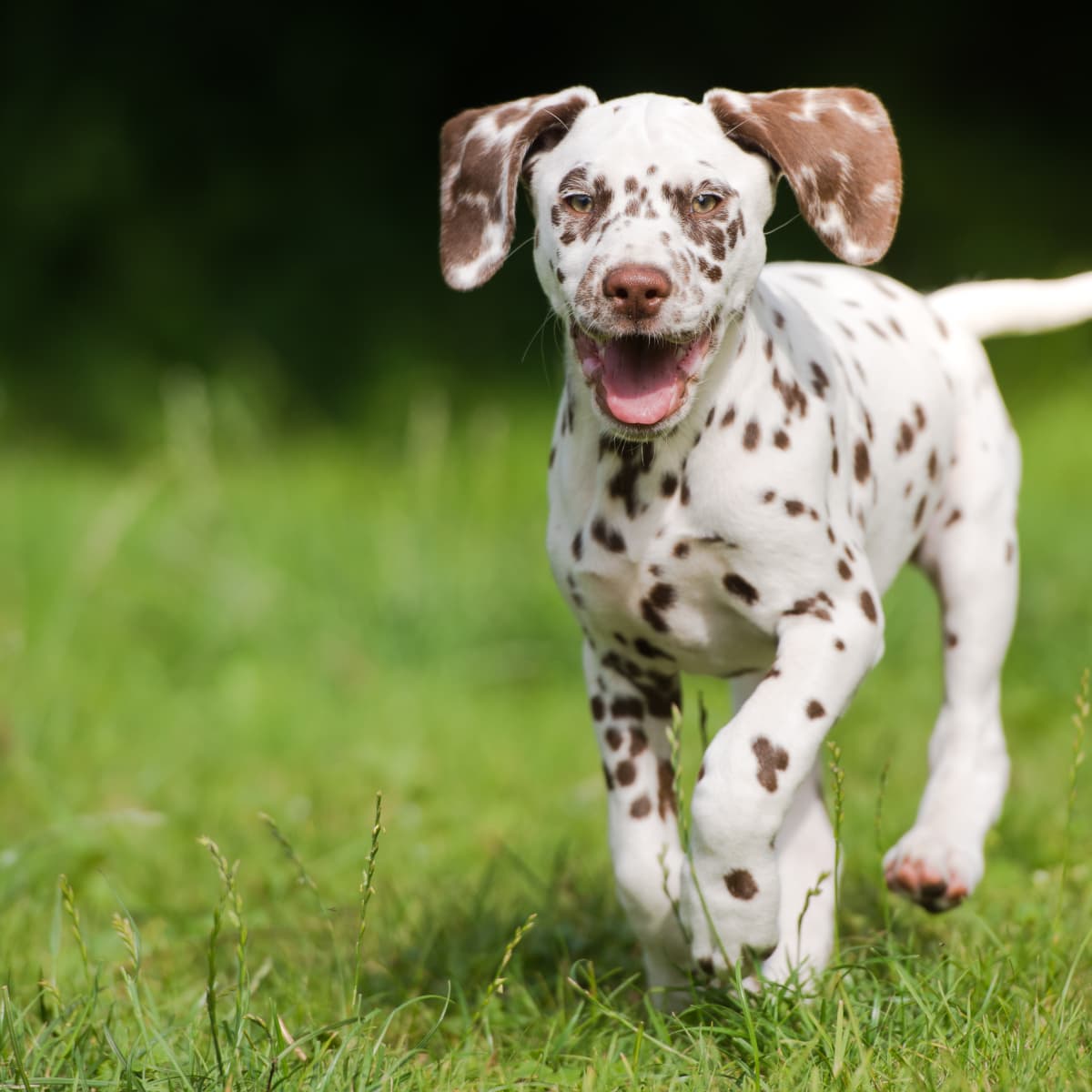 Dalmatian shop puppy images