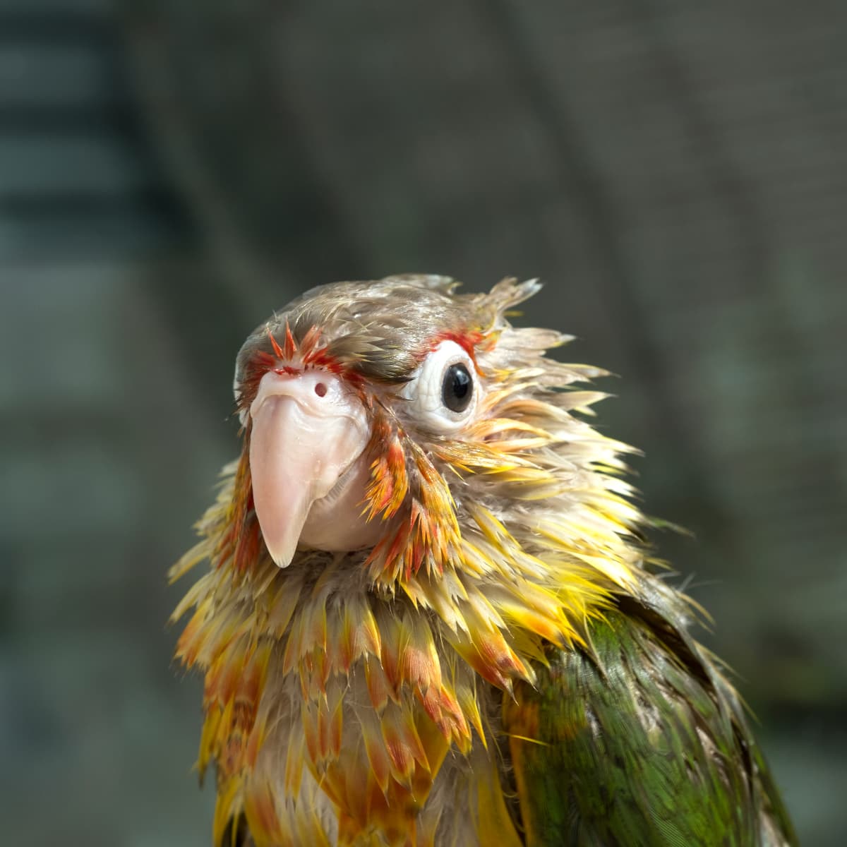 Bird Sweetly Enjoys His First Bath After Coming Home From Petco
