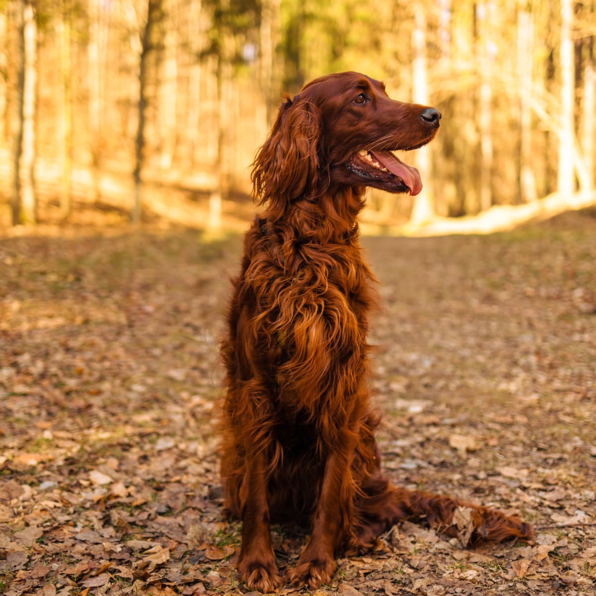 Irish setter sweater shop
