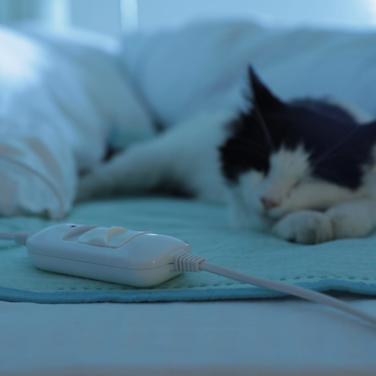 Cat loves deals heating pad