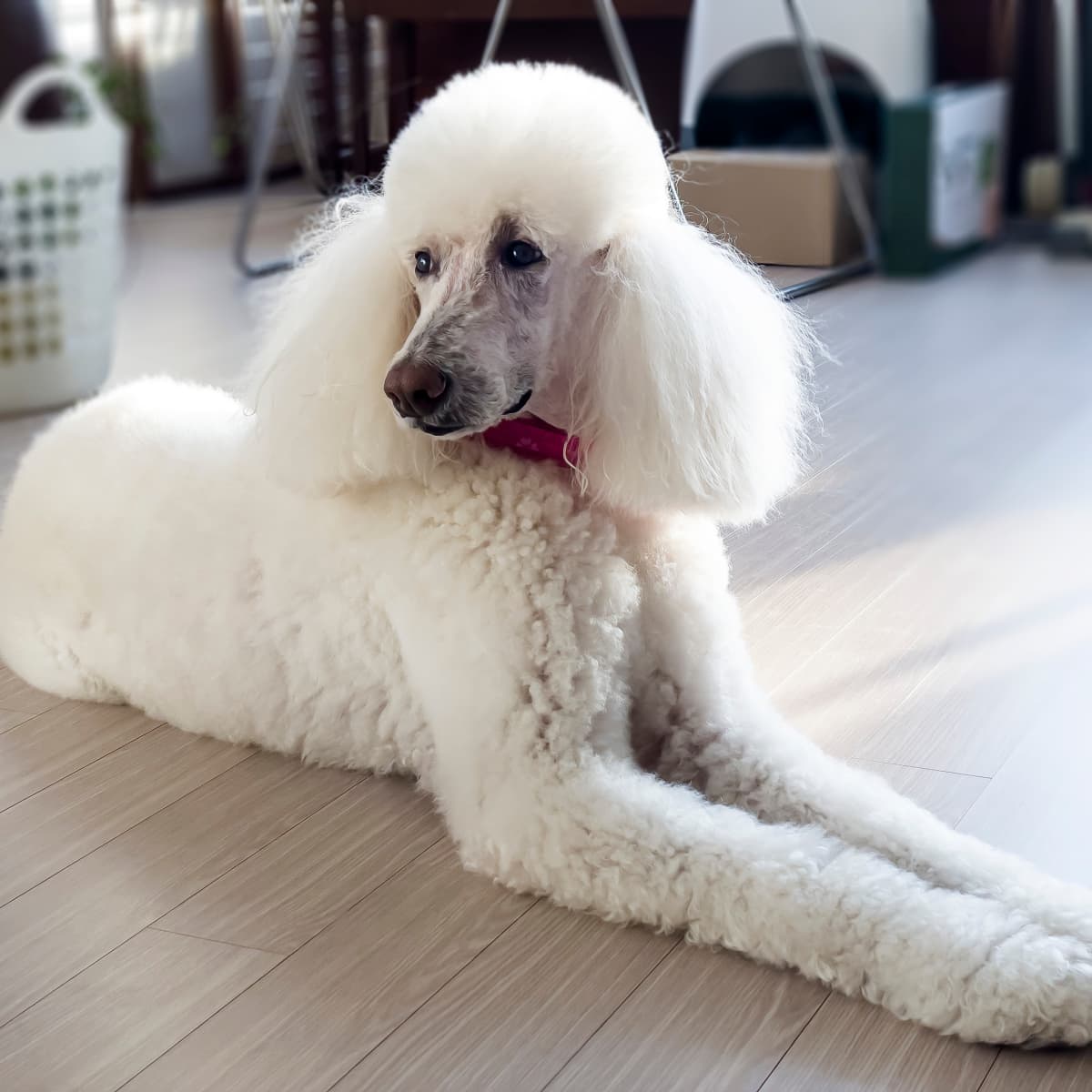 French best sale poodle cut