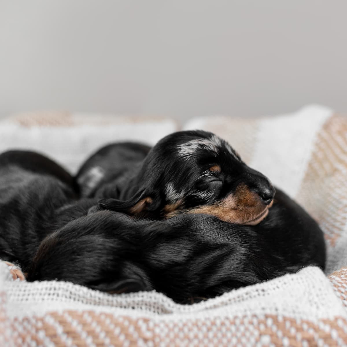 Video of Newborn Dachshund Puppies Makes Us Believe in Love at First Sight PetHelpful News