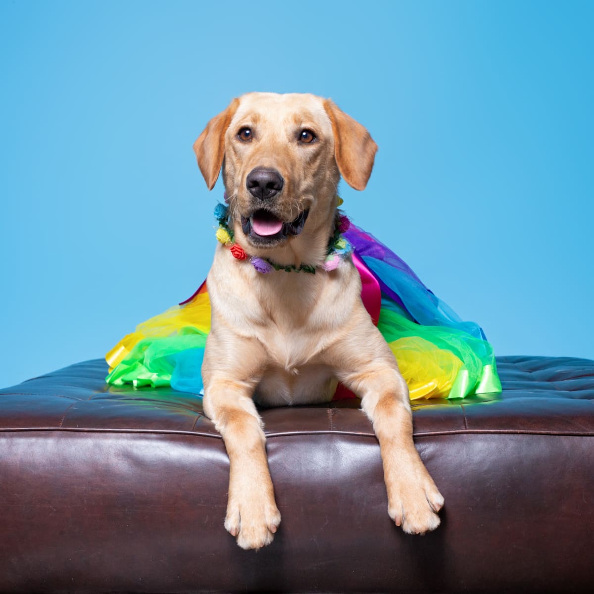 80's dog costume 2025
