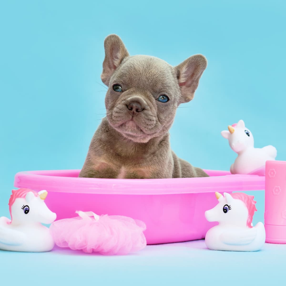 Funny online frenchie videos