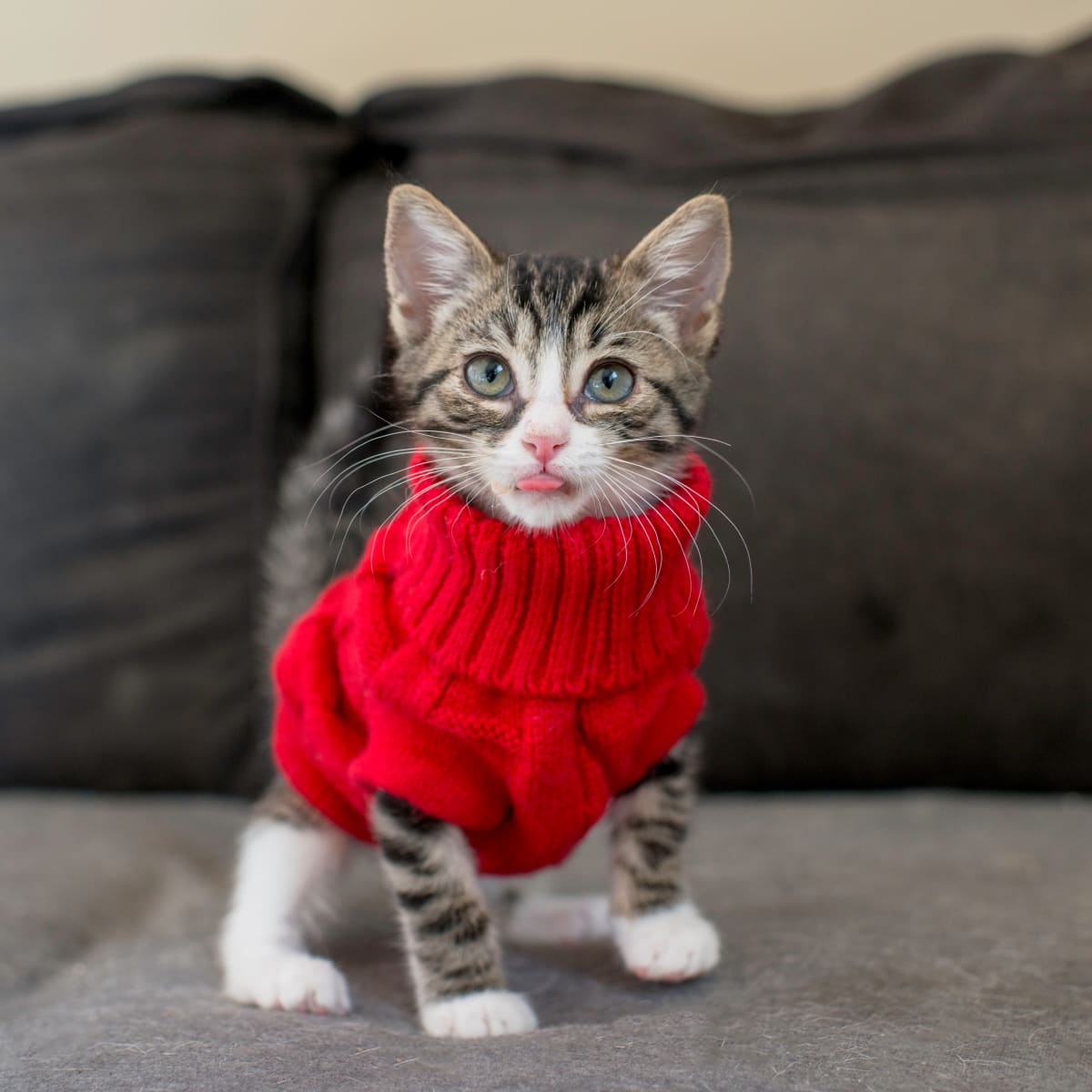 Kitten sweatshirt top