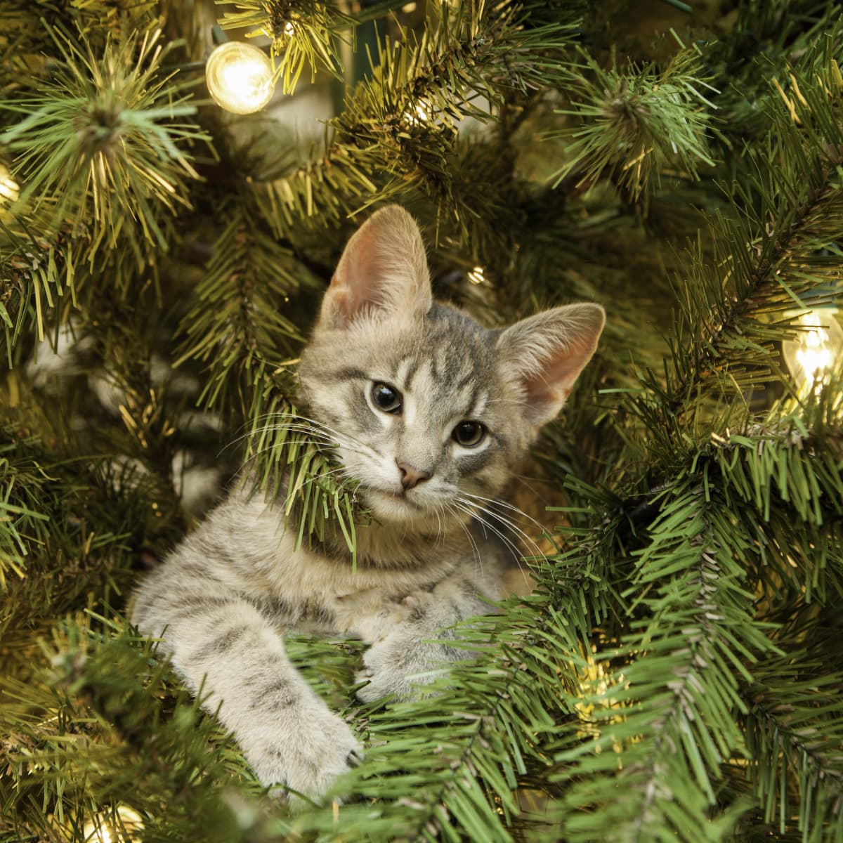 Cat Caught on Home Camera Festively Un decorating the Christmas