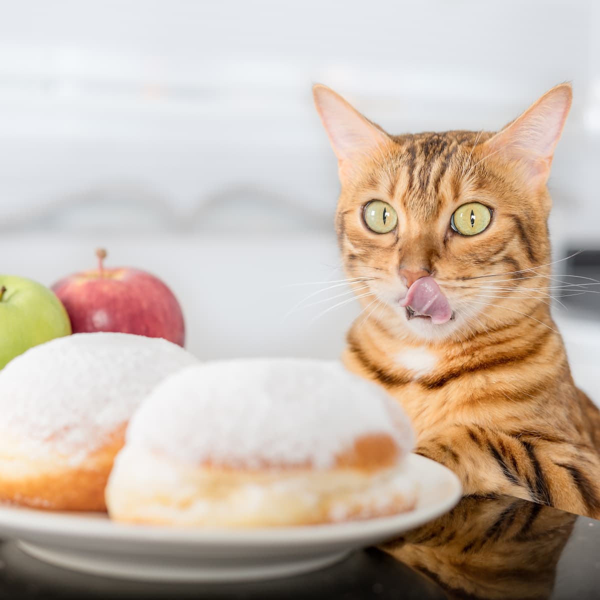 Doughnut cat discount