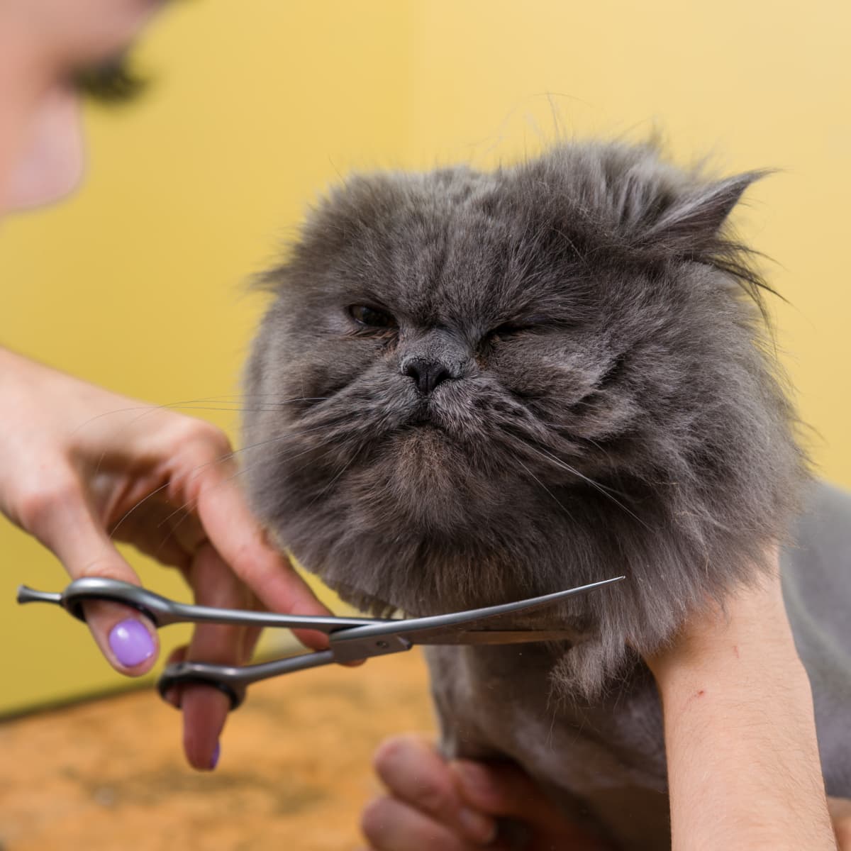 Bad shop cat grooming