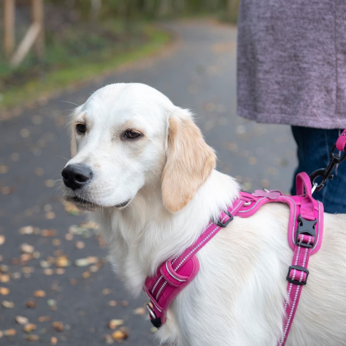 Golden retriever outlet puppy videos funny