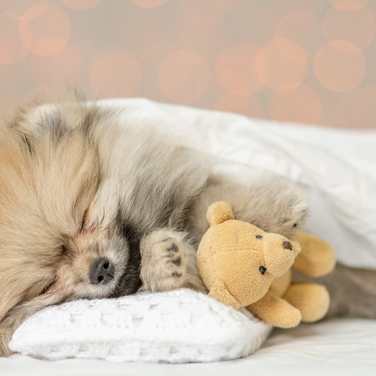 Man Snoozing in Bed Full of Pomeranians Is Total Naptime Goals PetHelpful