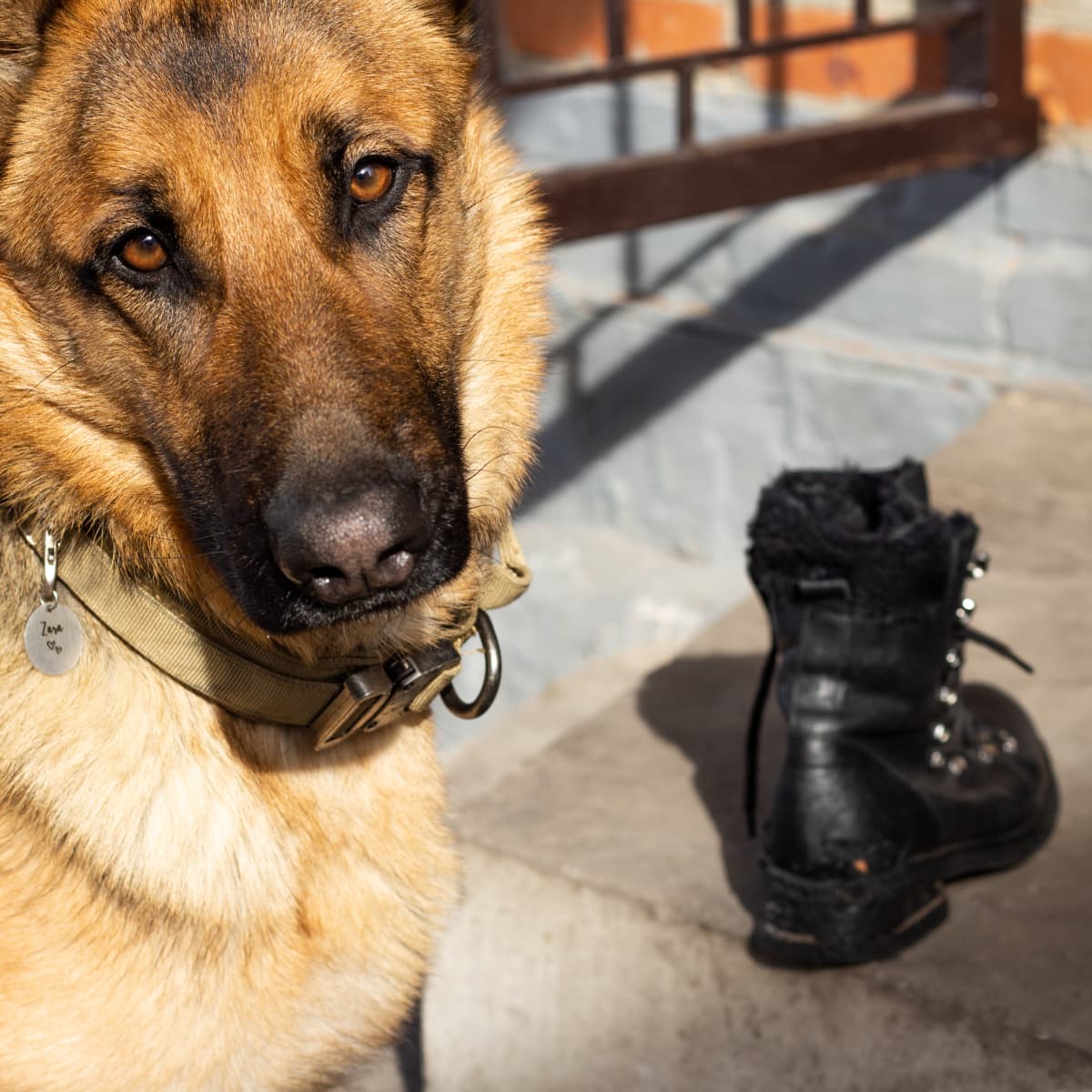 German shepherd funny video deals