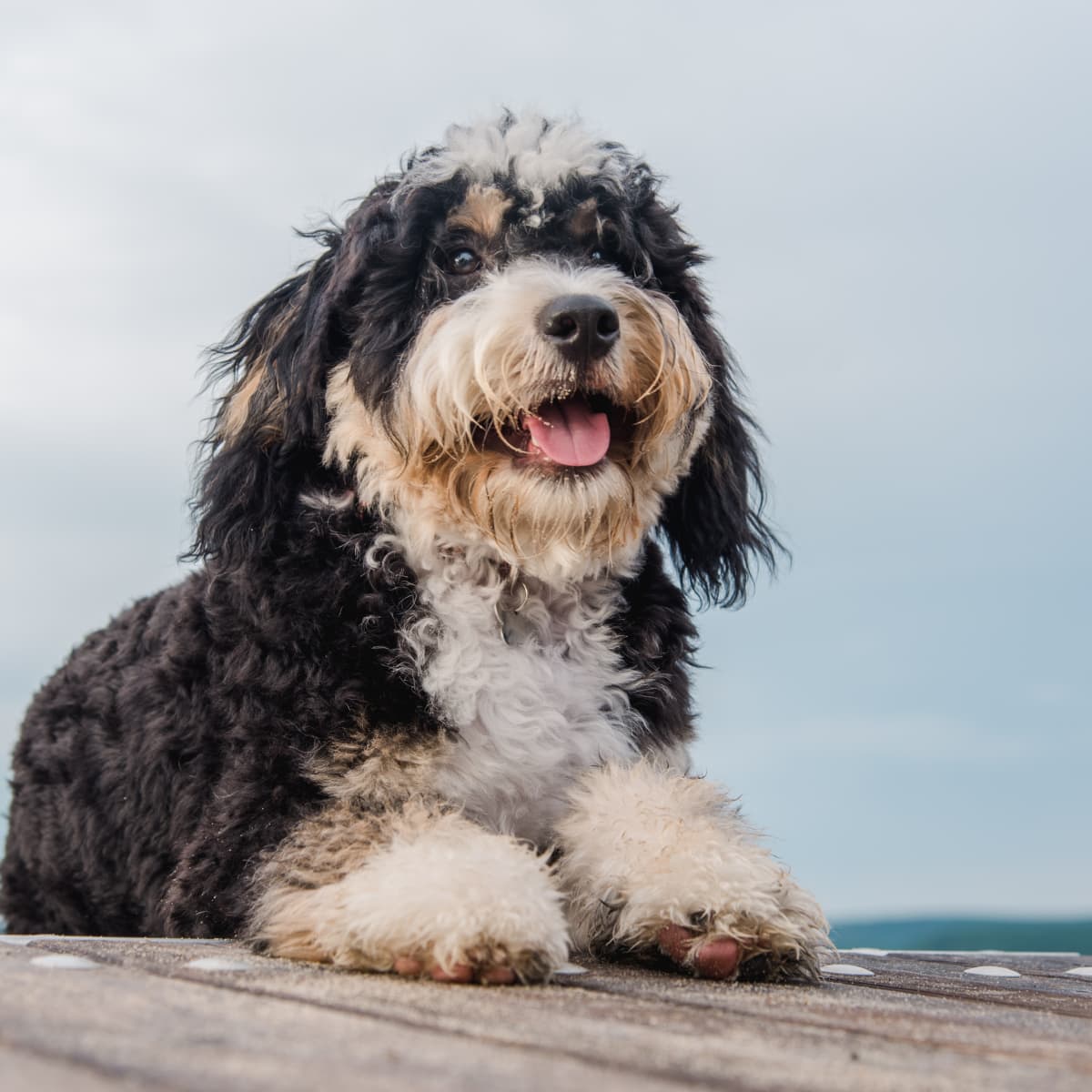 Funny bernedoodle videos store