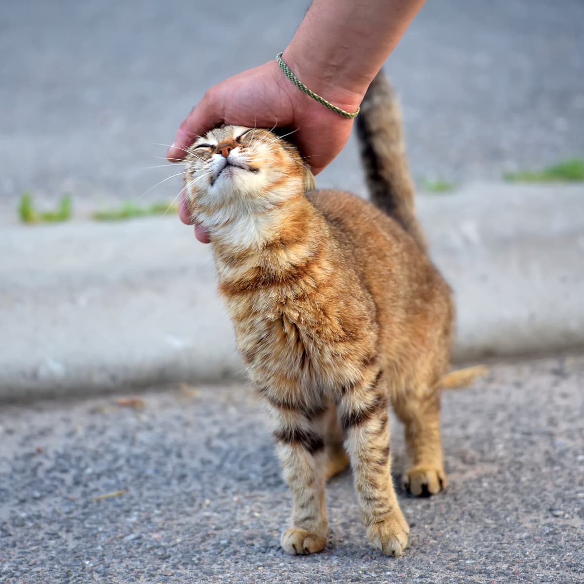 How to pet hot sale a stray cat