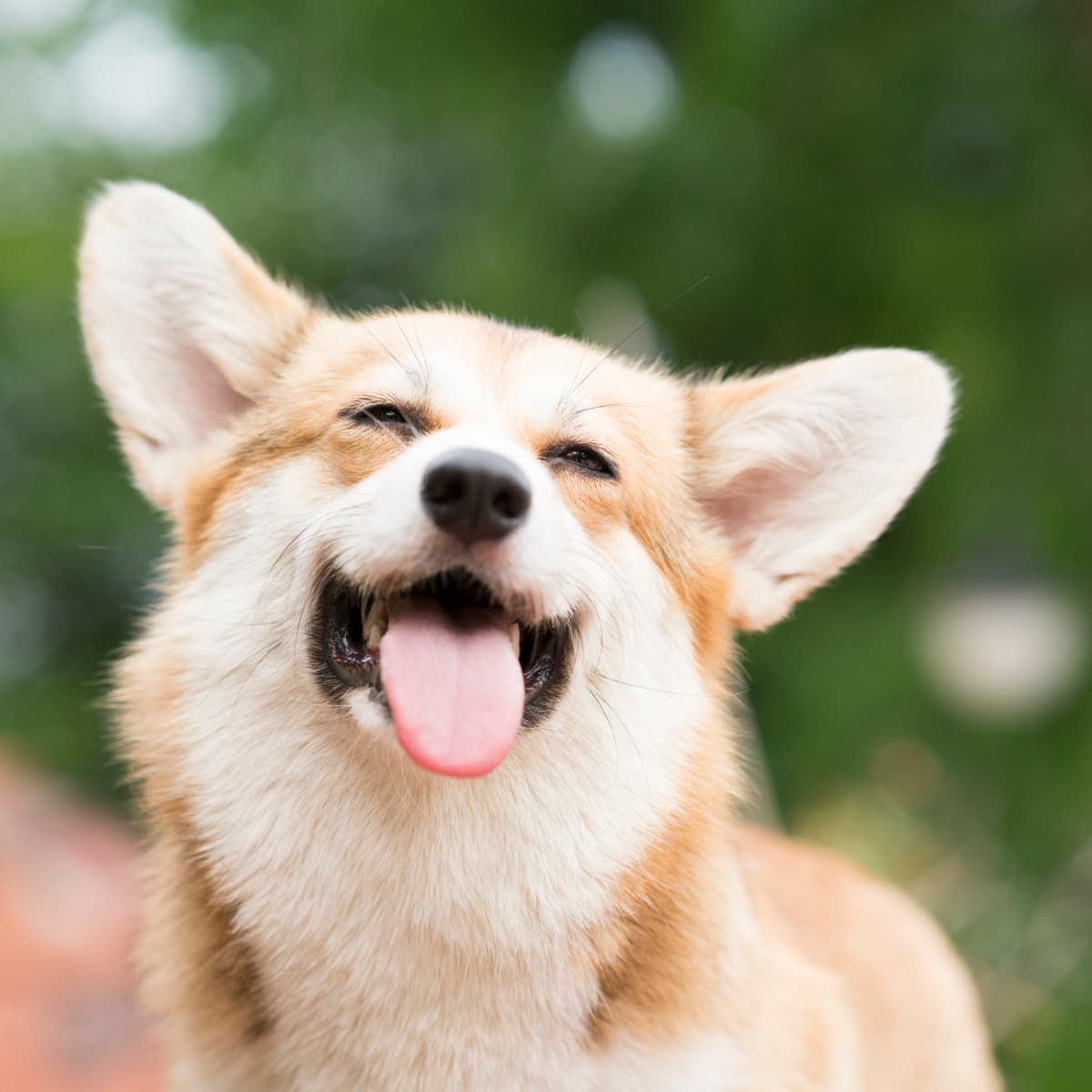 Dancing christmas corgi best sale