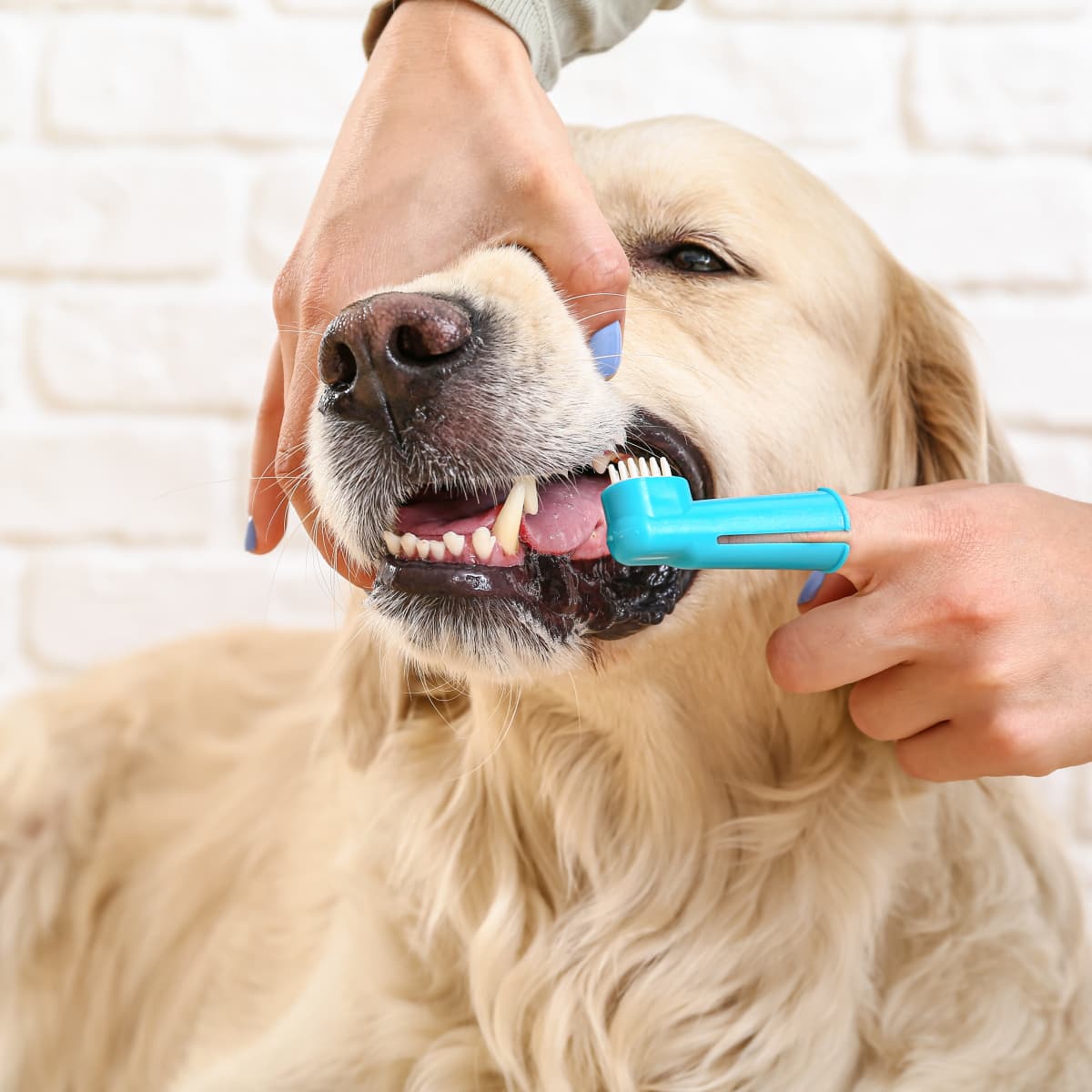 Brushing sales chihuahua teeth