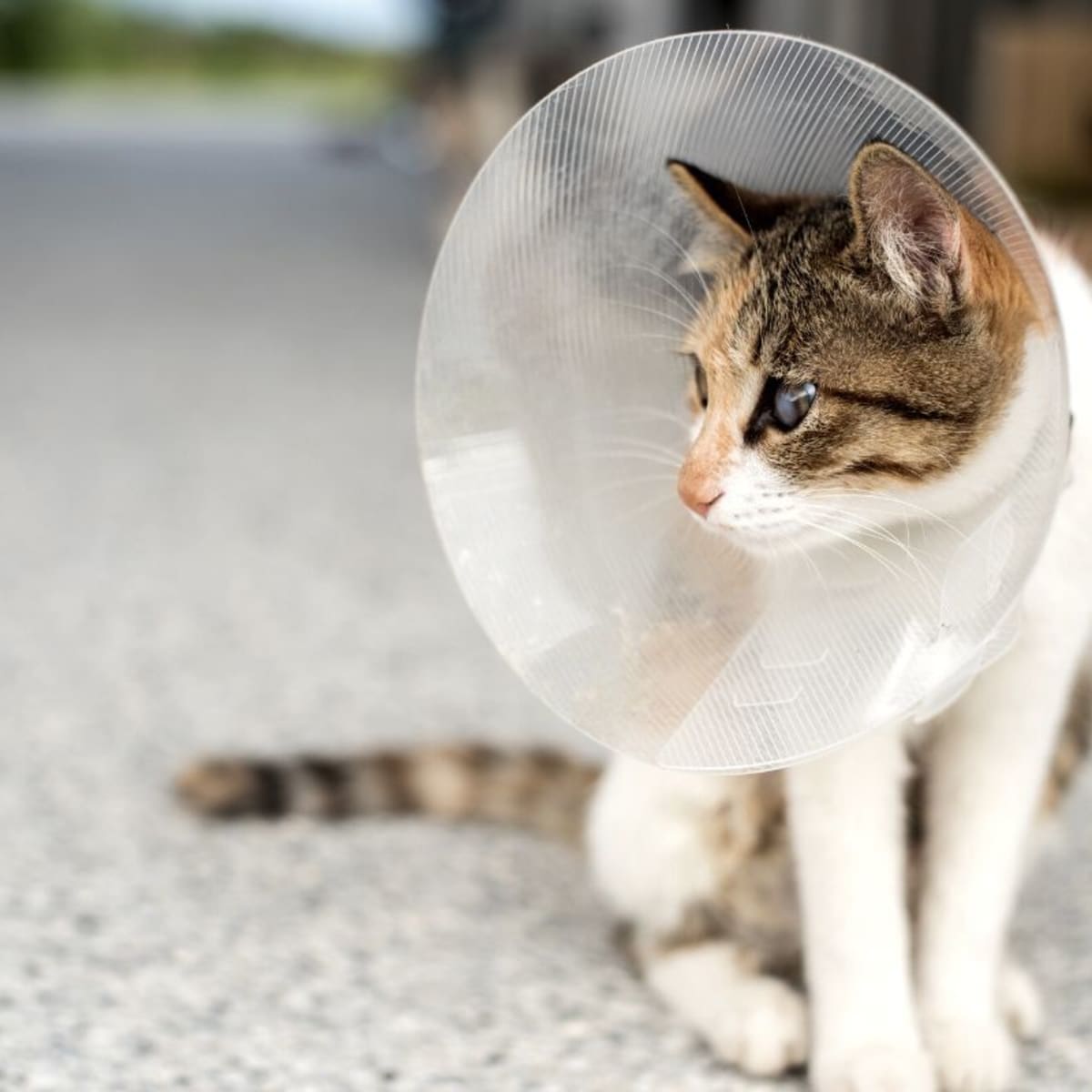 Cat not eating after neutering top