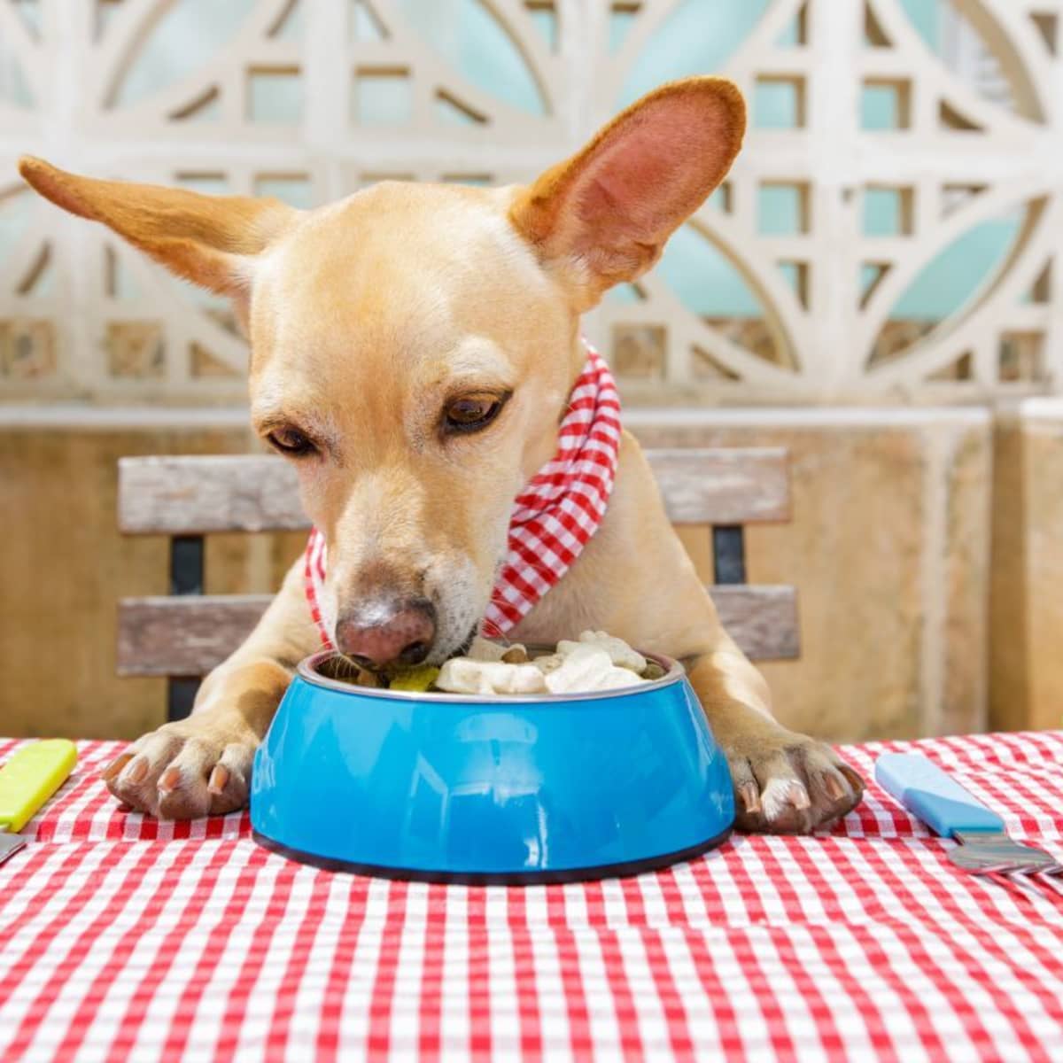 Is yogurt safe for dogs outlet