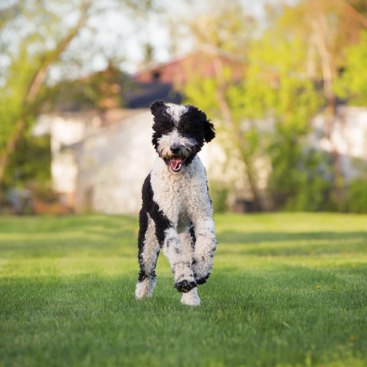 Sheepadoodle summer cut clearance